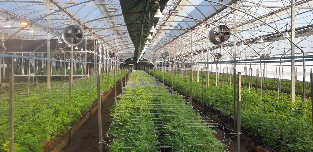 a view of a greenhouse with exhaust fans and cannabis plants growing
Medicinal Cannabis Architectural services